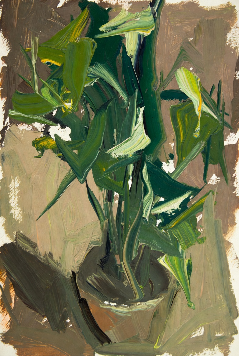 Jakie rośliny wybrać do ciemnego salonu